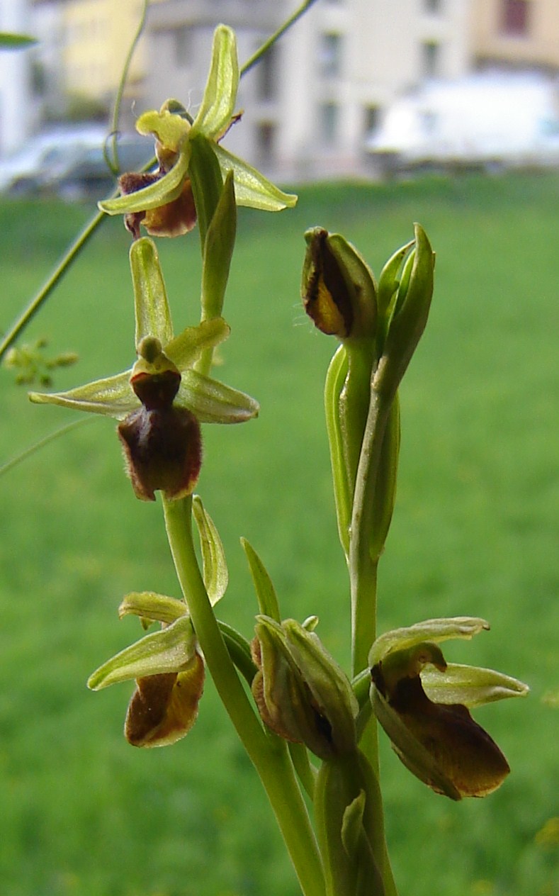 Ophrys sphegodes